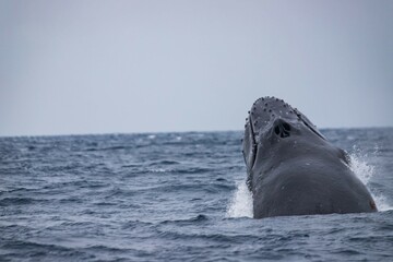 Humpback Whale Breaching in Okinawa Waters, Japan