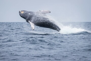 Humpback Whale Breaching in Okinawa Waters, Japan