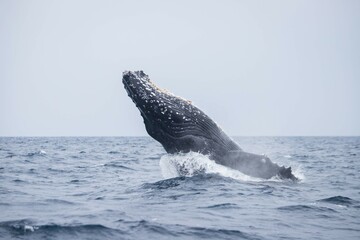 Obraz premium Humpback Whale Breaching in Okinawa Waters, Japan
