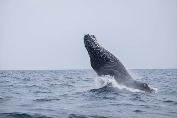 Humpback Whale Breaching in Okinawa Waters, Japan