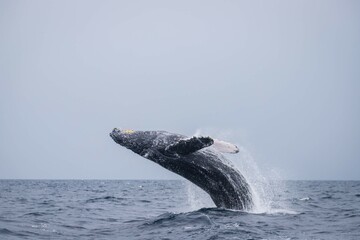 Obraz premium Humpback Whale Breaching in Okinawa Waters, Japan