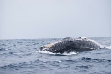 Fototapeta premium Humpback Whale Breaching in Okinawa Waters, Japan