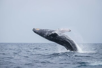 Obraz premium Humpback Whale Breaching in Okinawa Waters, Japan