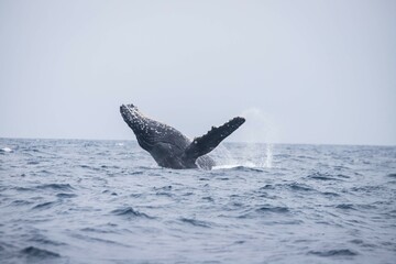 Obraz premium Humpback Whale Breaching in Okinawa Waters, Japan