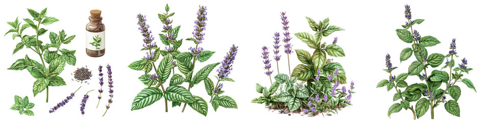 Herbal extraction process botanical garden illustration natural environment close-up plant benefits