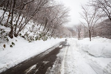 Snow-Covered Road Through a Winter Forest Landscape, Nagano, Japan