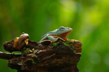 Wallace flying frog (rhacophorus nigropalmatus) and golden dwarf tree frog (feihyla vittiger) together on a mossy wood surface, natural bokeh background