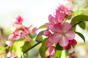 Beautiful pink blossoms apple tree Malus floribunda siebold in full bloom on a tree branch with vibrant green leaves and soft natural light. Ideal for spring-themed designs and nature photography