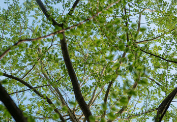 A lush green tree canopy with branches spread across a clear blue sky. Perfect for nature photography, eco-themed visuals, and environmental projects. 