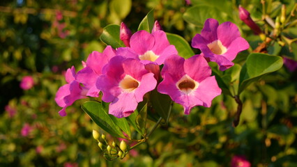 Obraz premium Bignonia in sunset light