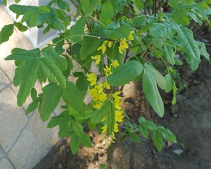 黄色い花を咲かせた樹木