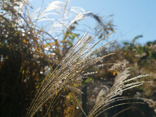 ススキが生えている草地