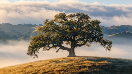Obraz premium solitary tree on a hill surrounded by misty mountains