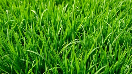 Obraz premium Lush Green Meadow AI Photo, Isolated Background, Bright Colors, High Quality, Depth