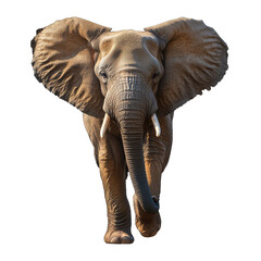 Fototapeta premium Majestic elephant walking with large ears and tusks