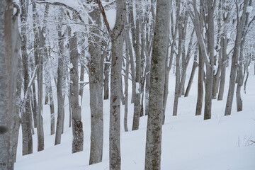 冬のブナの森