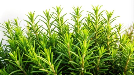 Fototapeta premium Aerial Drone Shot: Creeping Rosemary, Prostrate Rosemary, Herb Garden, Botanical Photography, High-Resolution Image