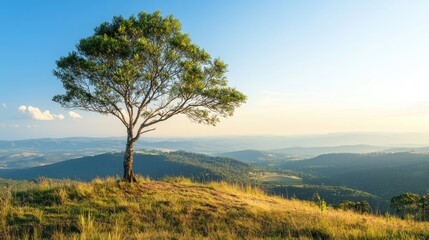Solitary Tree on a Hilltop, Panoramic View of Serene Landscape
