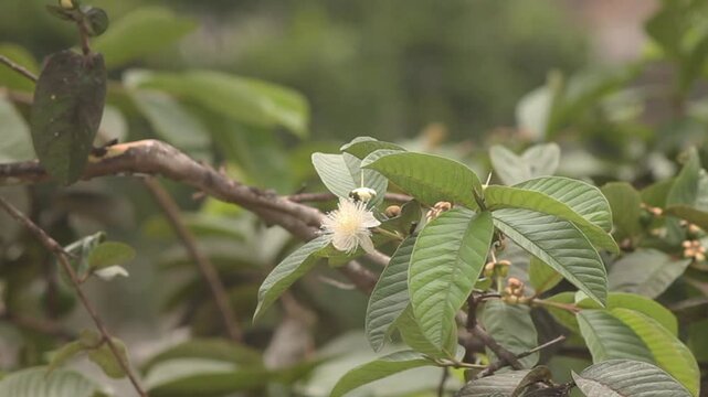 The white flowers on the guava tree are the precursors to becoming guava fruit