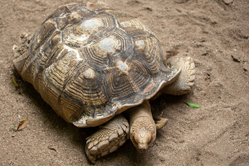 Close up of an African spurred tortoise (Geochelone sulcata)