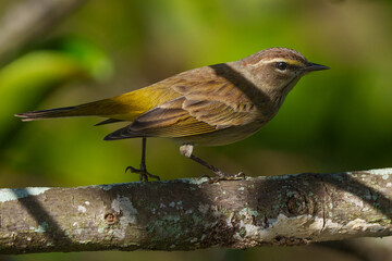 Palm Warbler