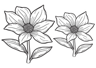 Black Turmeric flower line art  vector on white background