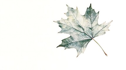 Fototapeta premium Single pale maple leaf.
