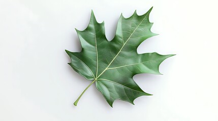 Fototapeta premium Single green leaf.