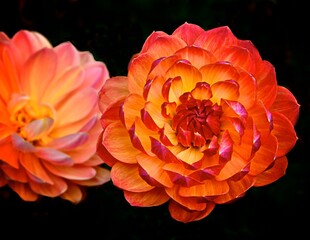 'Dahlias, 2024, Exquisite Flower Series, photo by Catherine Herrera, All Rights Reserved, Contact for License 5494