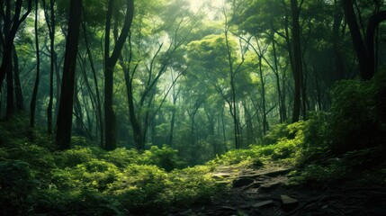 Fototapeta premium Mystical Forest Path