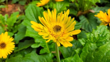 yellow flower in the garden
