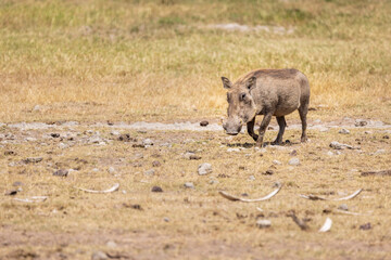 A common warthogs grazing in Ngorongoro Crater