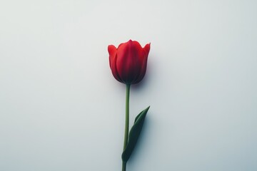 Red tulip on white background