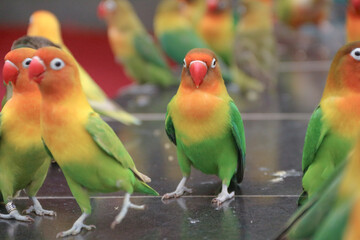 musk bird with the scientific name Melopsittacus undulatus. funny parrot.pet parrot. cute budgerigar.ornithology.love and care for animals.