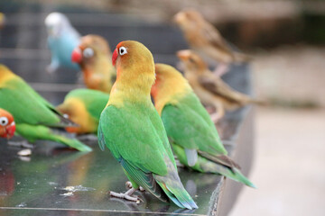 musk bird with the scientific name Melopsittacus undulatus. funny parrot.pet parrot. cute budgerigar.ornithology.love and care for animals.