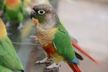 Obraz premium Funny parrot. Pet parrot. cute budgerigar. Ornithology. Love and care for animals.