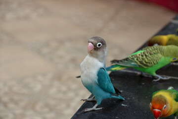 Funny parrot. Pet parrot. cute budgerigar. Ornithology. Love and care for animals.