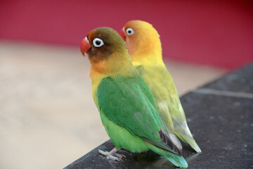 Funny parrot. Pet parrot. cute budgerigar. Ornithology. Love and care for animals.
