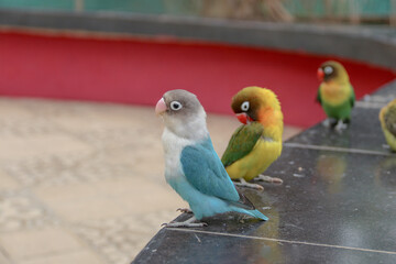 Funny parrot. Pet parrot. cute budgerigar. Ornithology. Love and care for animals.