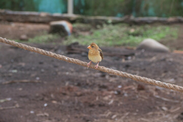 Funny parrot. Pet parrot. cute budgerigar. Ornithology. Love and care for animals.