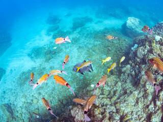 美しいチョウチョウウオ（チョウチョウウオ科）、アカヒメジ、ホウライヒメジ（ヒメジ科）他の群れ
英名学名：Yellowfin goatfish, Mulloidichthys vanicolensis
Whitesaddle goatfish, Parupeneus ciliatus
Oriental ButterflyFish, Chaetodon aurites
南伊豆町中木ヒリゾ浜2024年
