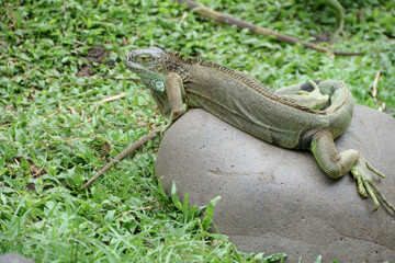 The green iguana, also known as the American iguana or the common green iguana, is a large, arboreal, mostly herbivorous species of lizard of the genus Iguana.