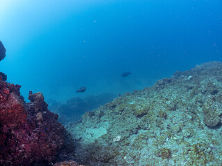 大きく美しいツノダシ（ツノダシ科）、アオブダイ（ブダイ科他の群れ。
英名学名：Moorish Idol, Zanclus cornutus, Knobsnout Parrotfish, Scarus ovifrons
静岡県伊豆半島賀茂郡南伊豆町中木ヒリゾ浜2024年
