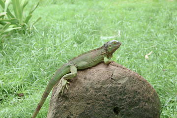 The green iguana, also known as the American iguana or the common green iguana, is a large, arboreal, mostly herbivorous species of lizard of the genus Iguana.