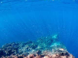 美しいキビナゴ（ニシン科）他の大群。
英名学名：Silver-Stripe Round Herrings (Spratelloides gracilis)
静岡県伊豆半島賀茂郡南伊豆町中木ヒリゾ浜2024年
