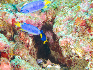 可愛いソメワケヤッコ（キンチャクダイ科）の幼魚他。
ソラスズメダイ（スズメダイ科）他の群れ。
英名学名：Bicolor angelfish (Centropyge bicolor) 
Heavenly Damselfish (Pomacentrus coelestis)
静岡県伊豆半島賀茂郡南伊豆町中木ヒリゾ浜2024年
