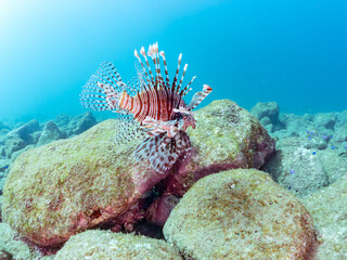 美しく大きなハナミノカサゴ（ミノカサゴ亜科）他。
英名学名：Red Lionfish (Pterois volitans)
岩場に集まる、美しいソラスズメダイ（スズメダイ科）他の群れ。
英名学名：Heavenly Damselfish (Pomacentrus coelestis)
静岡県伊豆半島賀茂郡南伊豆町中木ヒリゾ浜2024年
