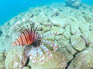 美しく大きなハナミノカサゴ（ミノカサゴ亜科）他。
英名学名：Red Lionfish (Pterois volitans)
岩場に集まる、美しいソラスズメダイ（スズメダイ科）他の群れ。
英名学名：Heavenly Damselfish (Pomacentrus coelestis)
静岡県伊豆半島賀茂郡南伊豆町中木ヒリゾ浜2024年
