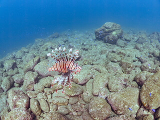 美しく大きなハナミノカサゴ（ミノカサゴ亜科）他。
英名学名：Red Lionfish (Pterois volitans)
岩場に集まる、美しいソラスズメダイ（スズメダイ科）他の群れ。
英名学名：Heavenly Damselfish (Pomacentrus coelestis)
静岡県伊豆半島賀茂郡南伊豆町中木ヒリゾ浜2024年
