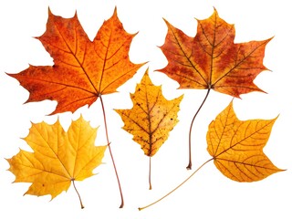 Fototapeta premium autumn maple leaf on a white background 